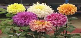 Dahlia