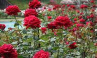 Rosier rouge