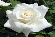 Rosier blanc